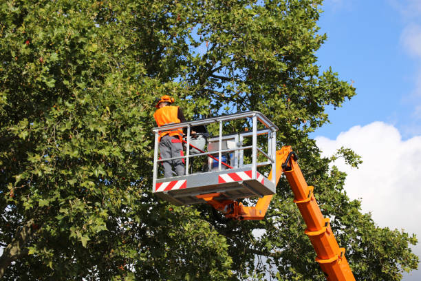 Best Storm Damage Tree Cleanup  in Wild Peach Village, TX